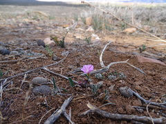 Convolvulus microsepalus