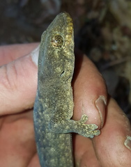 Homopholis walbergii