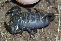 Cheloctonus intermedius