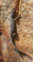 Homopholis walbergii