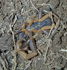 Uroplectes triangulifer