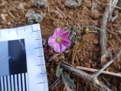 Convolvulus microsepalus