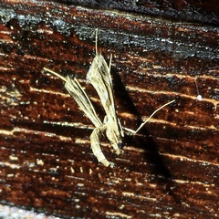 Lineodes integra