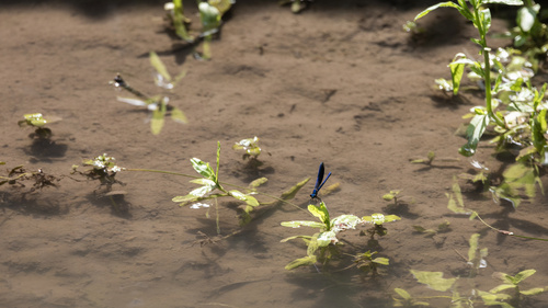 Banded Demoiselle