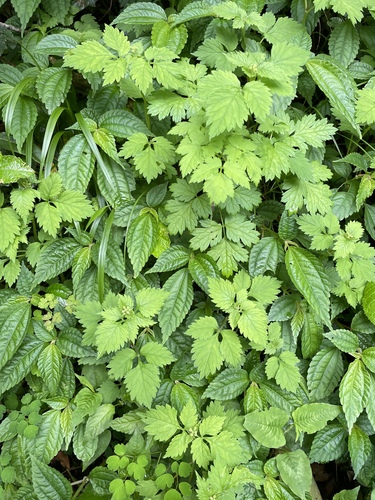 Pilea brevicornuta observed 2025-06-25