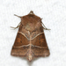 Fingered Lemmeria Moth - Photo (c) Owen Strickland, some rights reserved (CC BY), uploaded by Owen Strickland