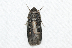 Actebia fennica