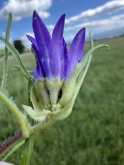 Edraianthus dalmaticus, photograph author not stated, no rights reserved