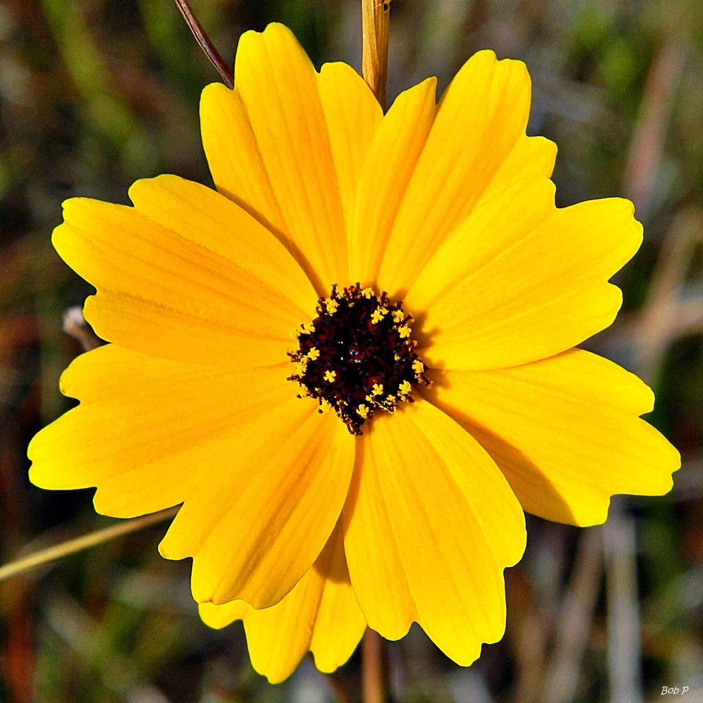 Coreopsis