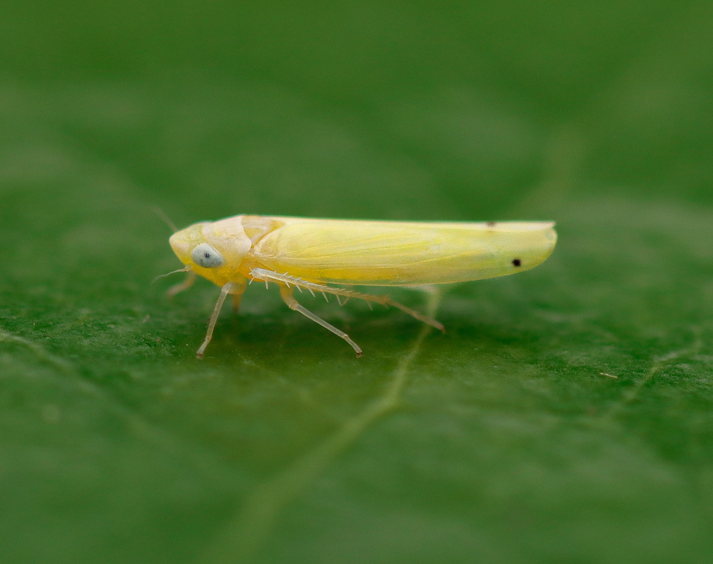 Dikrella readionis