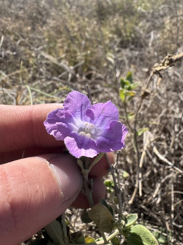Ruellia primulacea