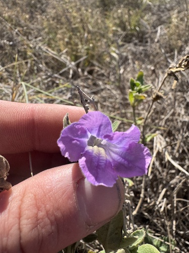 Ruellia primulacea, photograph 1