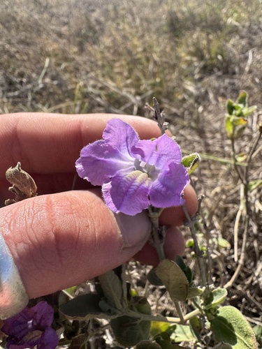 Ruellia primulacea, photograph 2