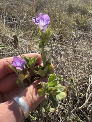 Ruellia primulacea, photograph Tyler Anthony, CC BY, iNaturalist via GBIF