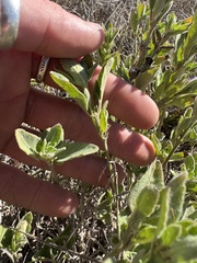Ruellia primulacea, photograph Tyler Anthony, CC BY, iNaturalist via GBIF