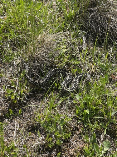 Caucasus Subalpine Viper