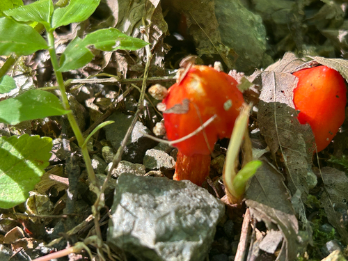 Hygrocybe