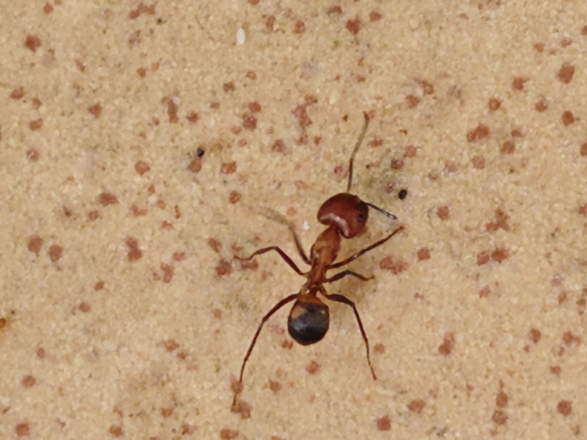Camponotus exiguoguttatus
