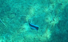 Labroides dimidiatus