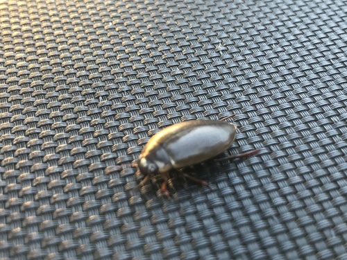 large-grooved diving beetle, Helvoirtsestraat, Helvoirt, Noord-Brabant, NL, photo 10 of 10
