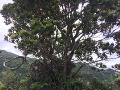 Syzygium sandwicense