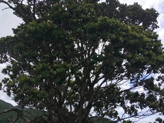 Syzygium sandwicense