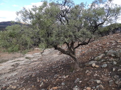 Alectryon oleifolius