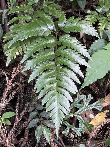 Dryopteris polita iNat (1)
