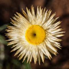 Chrysocephalum baxteri