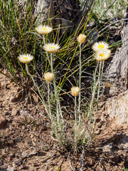 Chrysocephalum baxteri