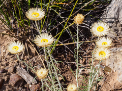 Chrysocephalum baxteri