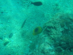 Chaetodon speculum