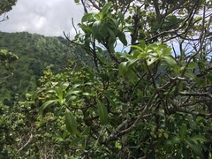 Psychotria mariniana