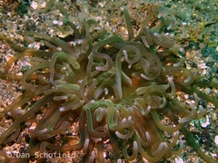 Macrodactyla doreensis