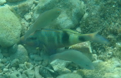 Parupeneus multifasciatus