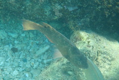 Lutjanus argentimaculatus