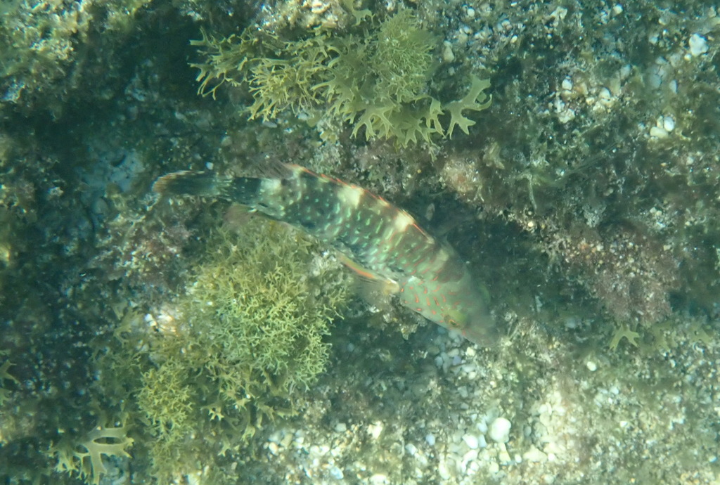 Floral wrasse