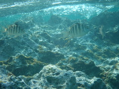 Abudefduf septemfasciatus