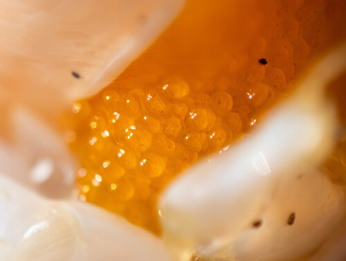 Pacific Sand Crab, photo 3 of 10