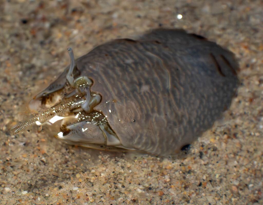 Pacific Sand Crab