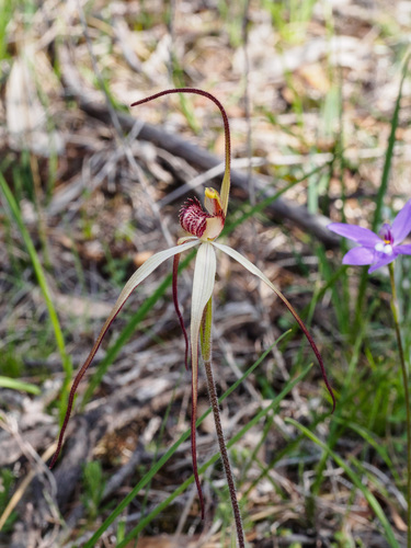 Caladenia fulva G.W.Carr