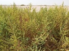 Suaeda aegyptiaca