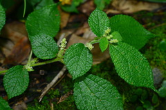 Boehmeria pilosiuscula