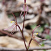 Cyrtostylis reniformis - Photo (c) Andrew Dilley,  זכויות יוצרים חלקיות (CC BY-NC), uploaded by Andrew Dilley