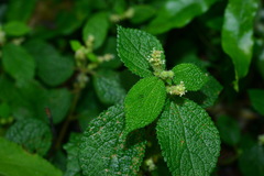 Boehmeria pilosiuscula