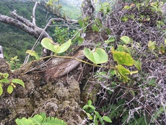 Smilax melastomifolia