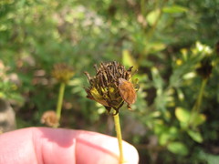Sphyrocoris obliquus