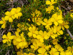 Hibbertia exutiacies