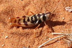 Stropis maculosa