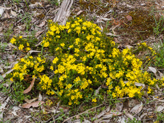 Hibbertia exutiacies